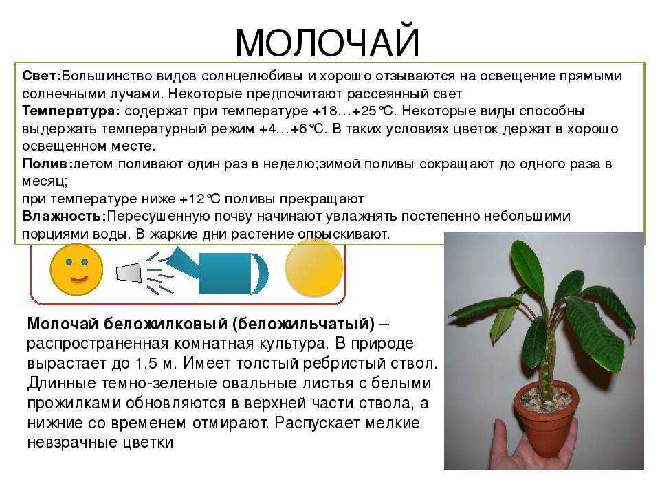 Цветок маранта - уход в домашних условиях, фото видов
