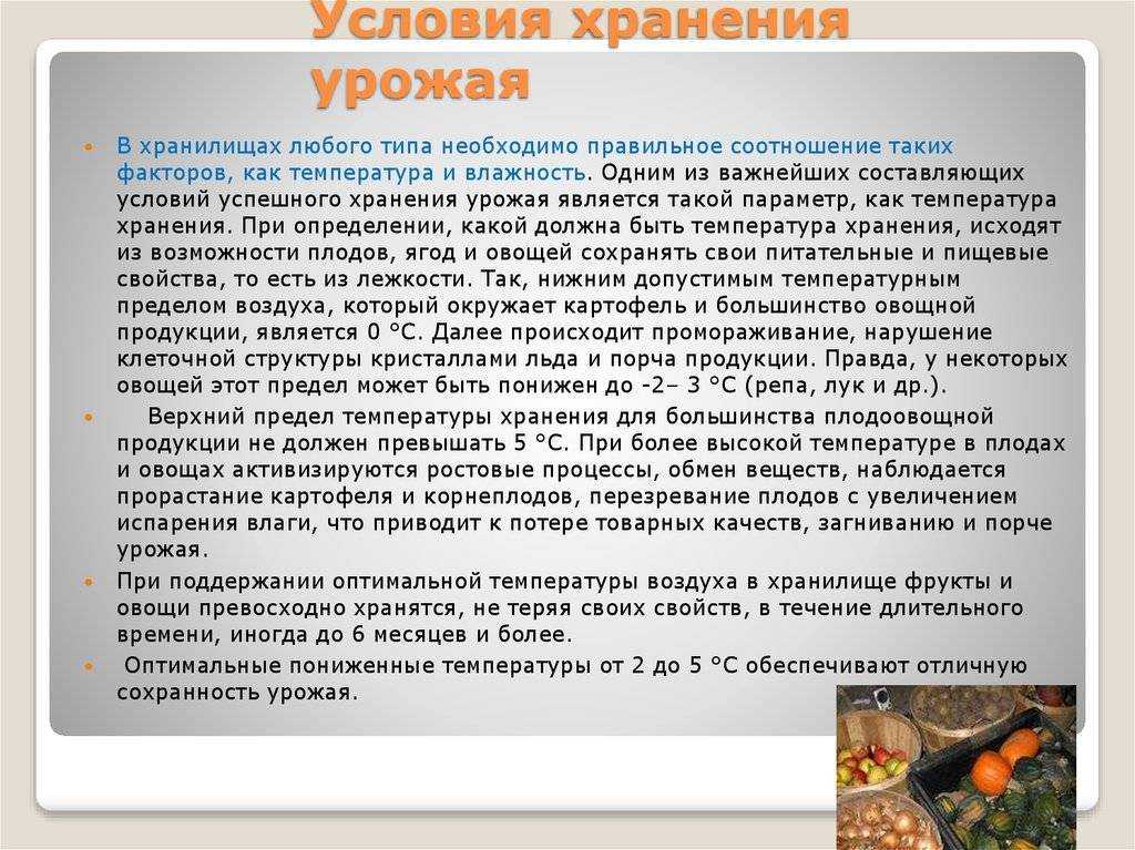 Как правильно хранить капусту : способы хранения