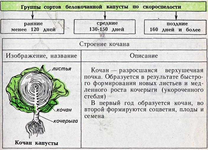 Когда убирать урожай яблок