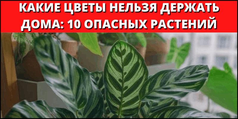 Какие домашние цветы нельзя держать дома: названия комнатных вредных растений для людей и животных, какие особо опасны и лучше их не заводить в квартире?