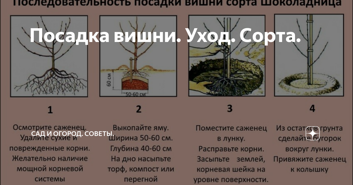 Как сохранить саженцы • до посадки яблони и малины весной
