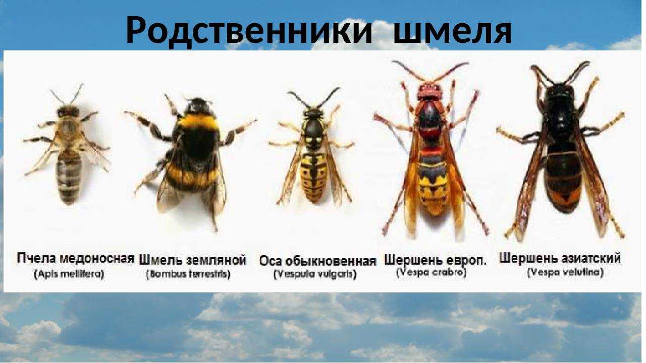 Шершень – крылатый корсар