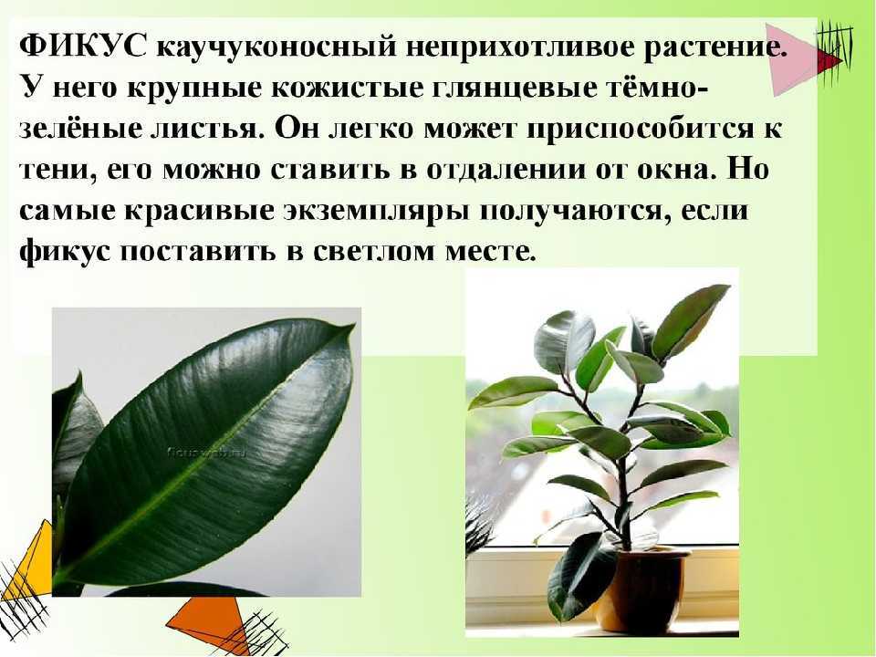 Фикус бенджамина: уход в домашних условиях – полив, обрезка и размножение