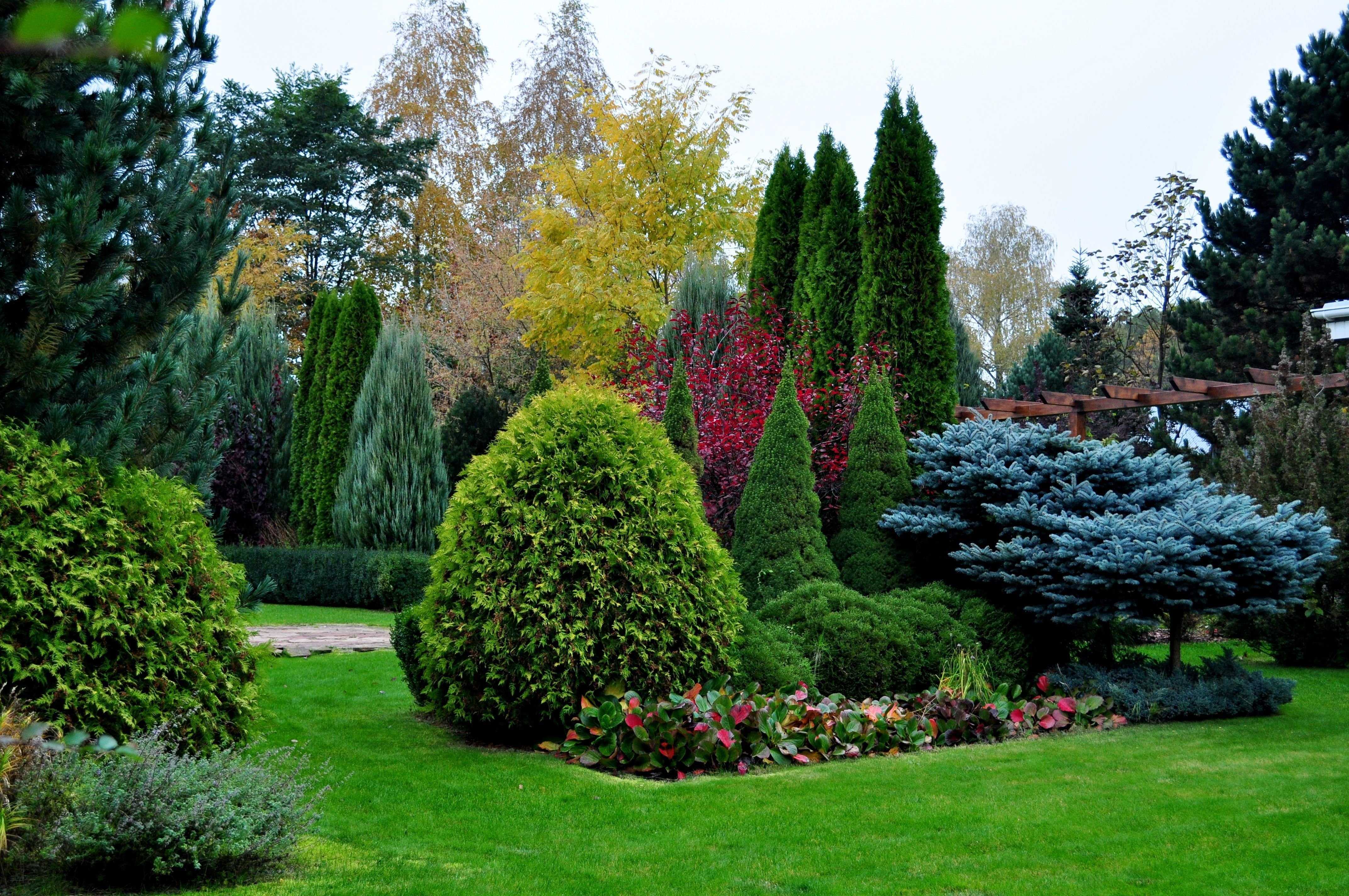 Декоративные деревья и кустарники для сада - фото и названия, виды с описанием