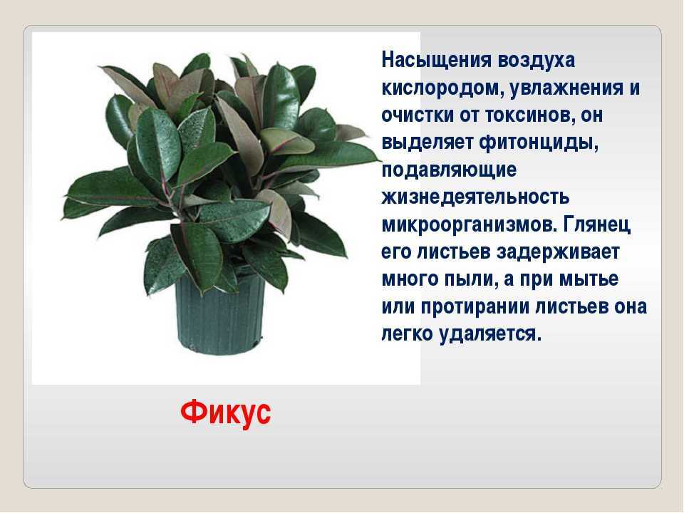 Фикус бенджамина - сорта, уход, размножение, формирование, видео