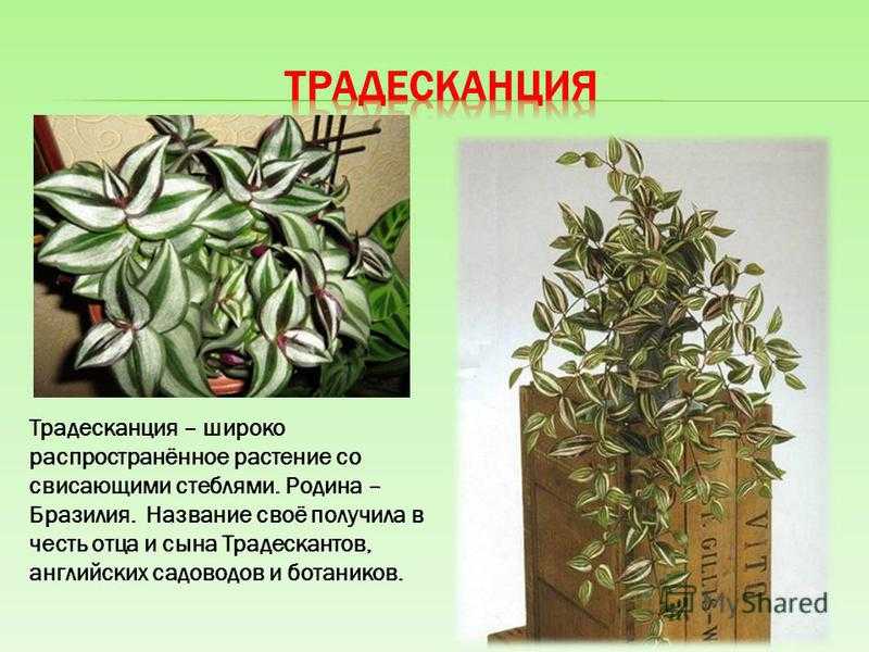 Традесканция: виды и сорта с фото (цветок), его срок жизни и размер взрослого растения с вариантами размещения в доме