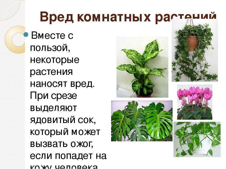 Традесканция — разновидности, пересадка, болезни и полезные свойства + 88 фото