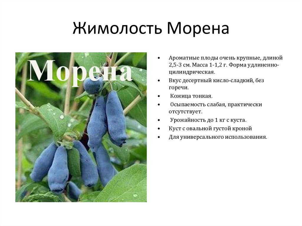 Описание сортов жимолости