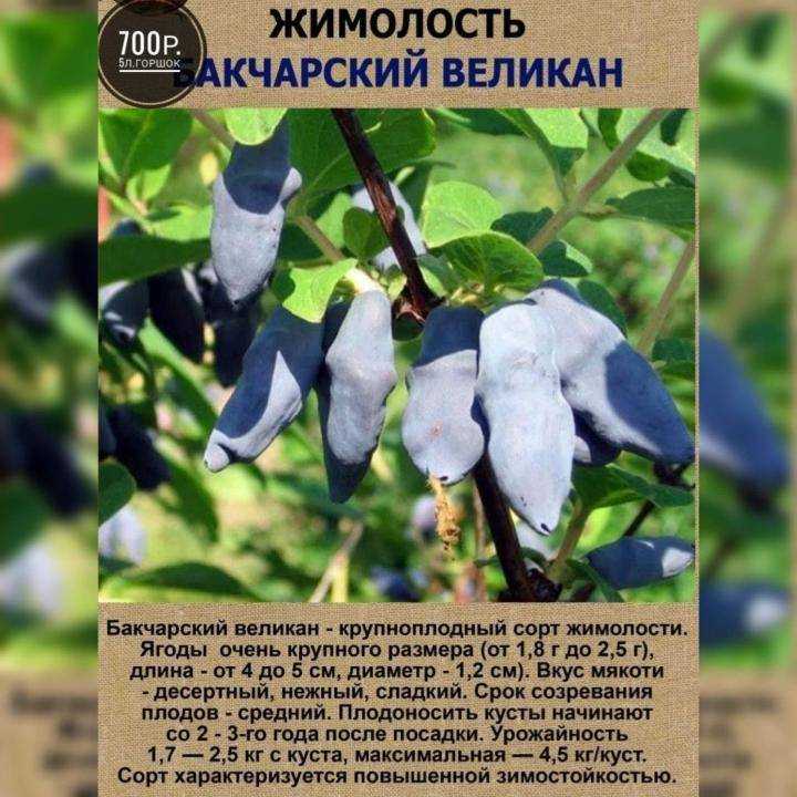 Лучшие сорта жимолости - описание и фото съедобных и декоративных для разных регионов