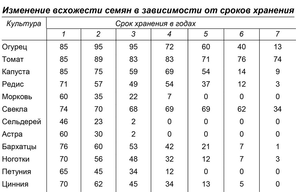 Как хранить свеклу в домашних условиях в квартире зимой - в холодильнике, на балконе, в пакетах