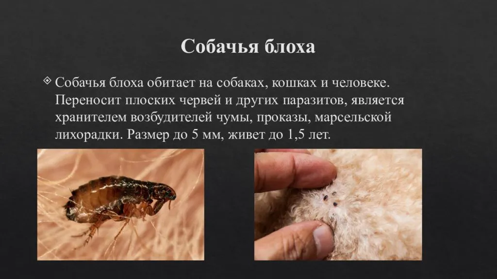 Блохи: как выглядят, размножаются, откуда берутся, способы борьбы с ними, фото