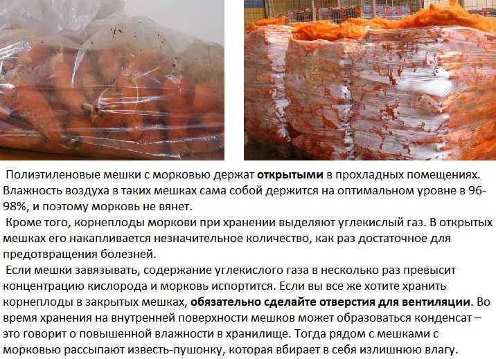 Из этой статьи вы узнаете, как правильно подготовить морковь к хранению на зиму, как лучше выбрать место и тару для корнеплода, какие важные моменты подготовки урожая нельзя пропускать и почему