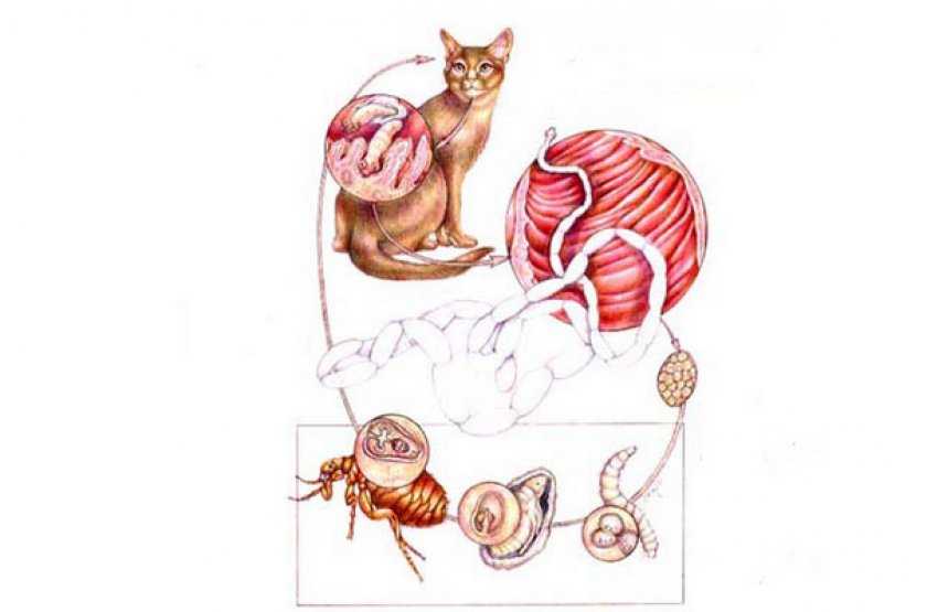Огуречный цепень у кошек и собак: симптомы, лечение, опасность для человека (фото и видео)