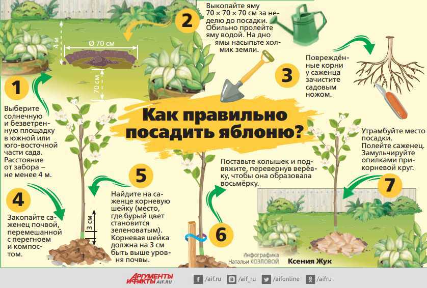 Саженцы яблони сохранить до посадки