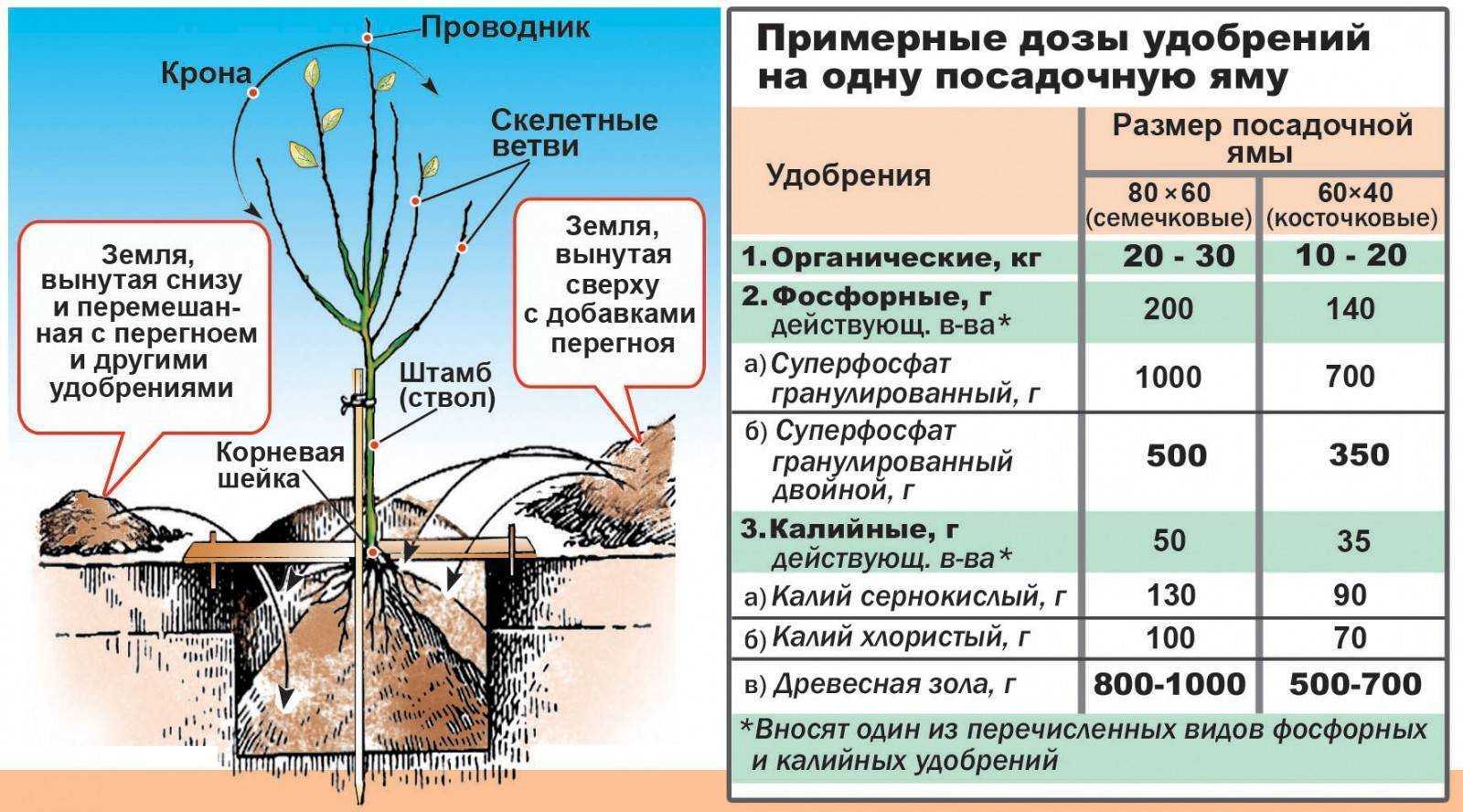 Как сохранить саженцы до весны?