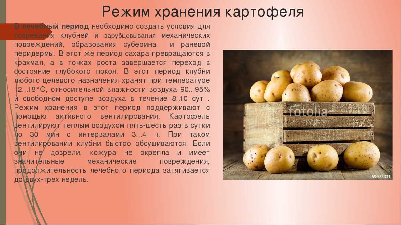 Как сохранить очищенный лук: как правильно держать репчатый, очищенный от шелухи, в холодильнике, можно ли оставлять в разрезанном виде, почему нельзя долго