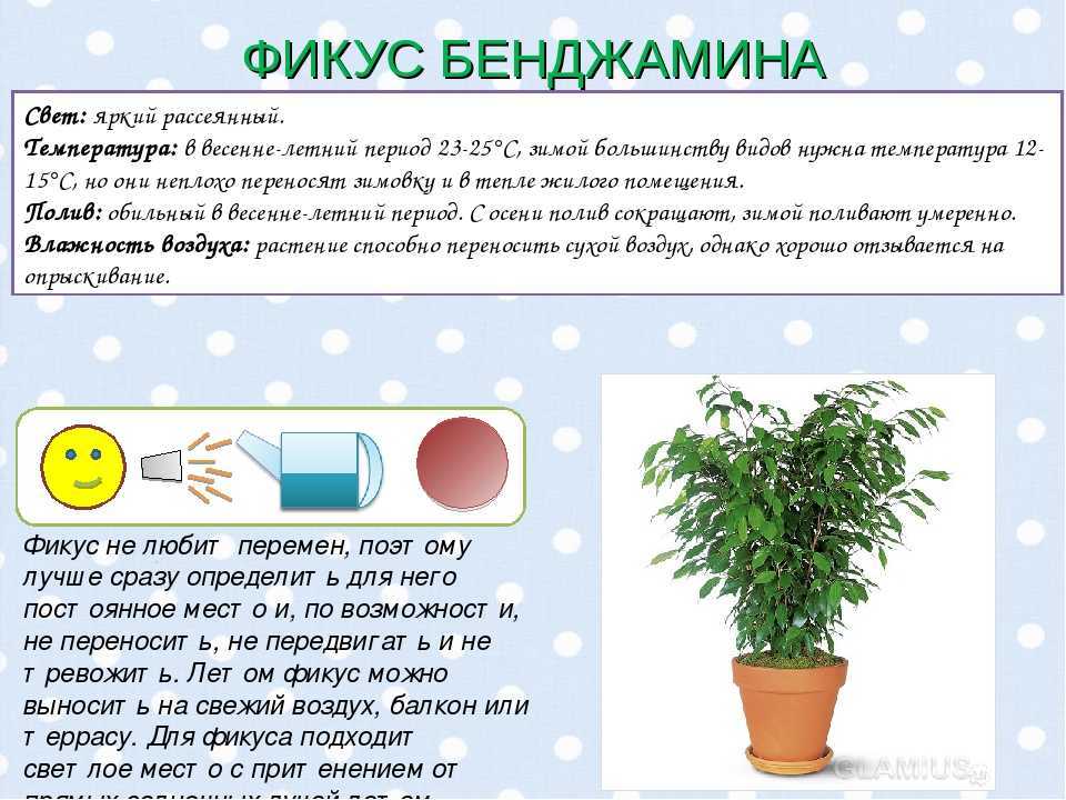 Маранта — молящаяся трава. уход в домашних условиях, выращивание, размножение. фото — ботаничка