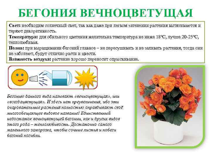 Бегония