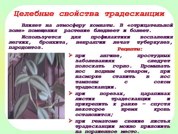 Традесканция: 50 фото лучших решений для декора комнаты или сада