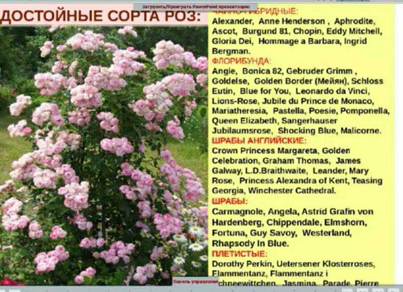 Роза флорибунда — ботаничка