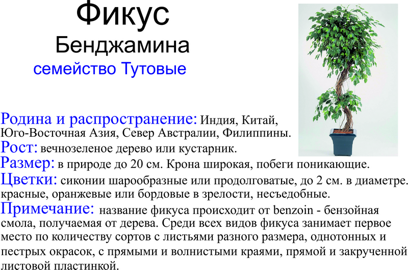 Фикусы (60+ фото видов с названиями): уход в домашних условиях — советы опытных цветоводов