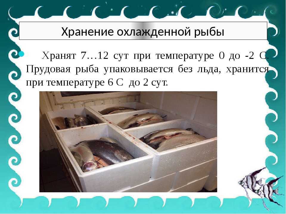 Сколько времени можно хранить в холодильнике вареную рыбу — сколько хранится, что делать, чем опасно