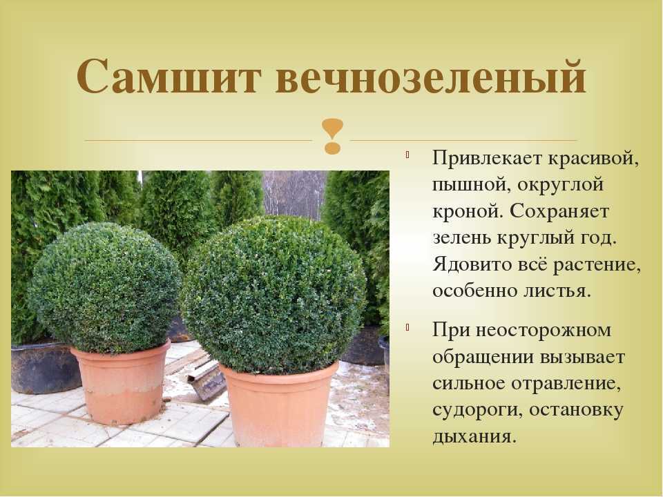 Самшит – красивый вечнозеленый кустарник, который популярен почти во всех уголках Европы, Азии и Северной Америки Больше фото самшита - в нашей галерее