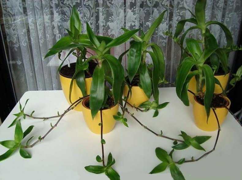 Каллизия (золотой ус), (callisia). описание, виды и уход за каллизией