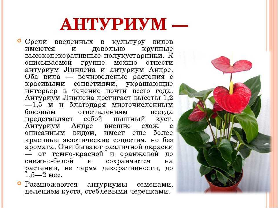 Антуриум: уход в домашних условиях, фото и видео