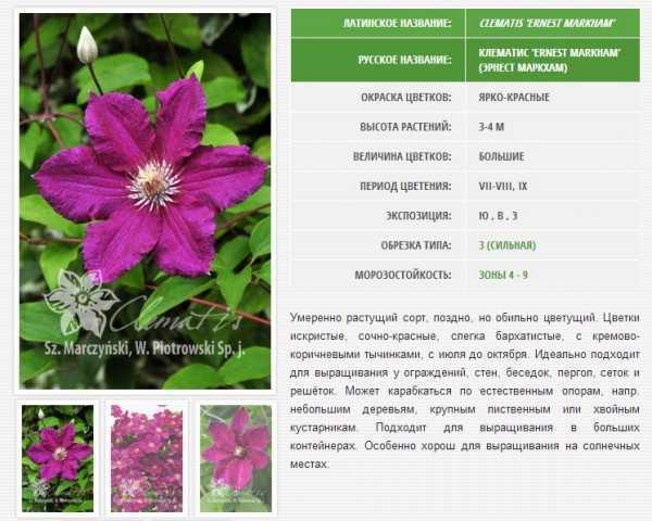 Клематисы: посадка и уход в открытом грунте без ошибок