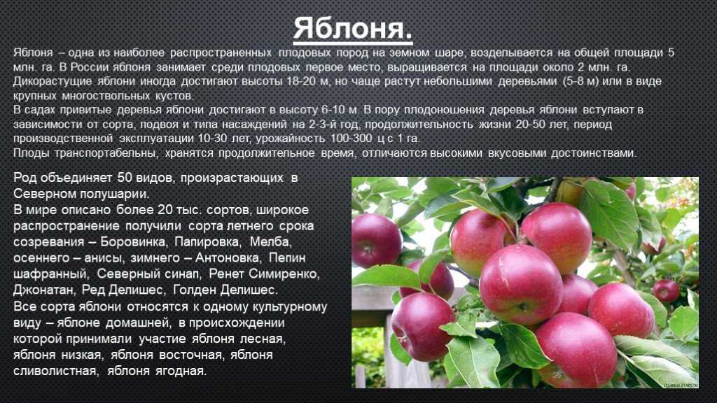 Как правильно хранить яблоки в домашних условиях на зиму