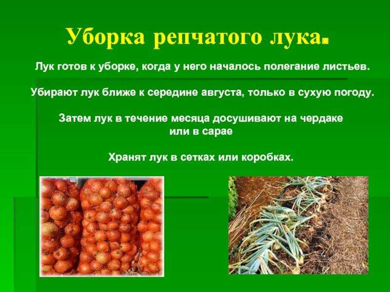 Когда убирать морковь: сроки созревания, уборка, подготовка к хранению