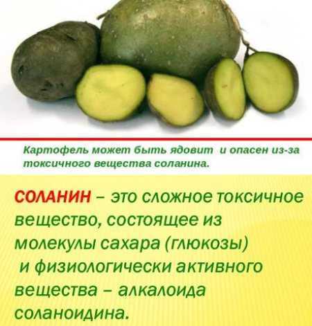 Почему зеленеет картофель при хранении и в земле