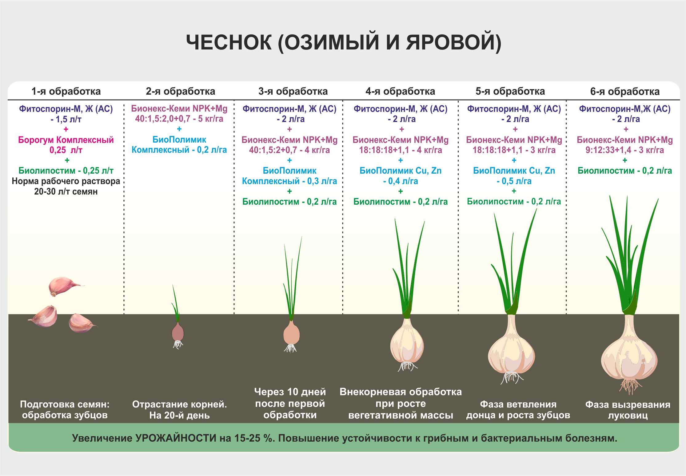 Когда убирать капусту с грядки: советы и рекомендации