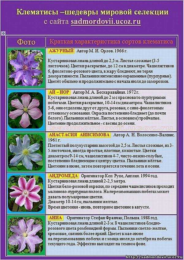Клематисы: лучшие сорта для подмосковья, описание и фото