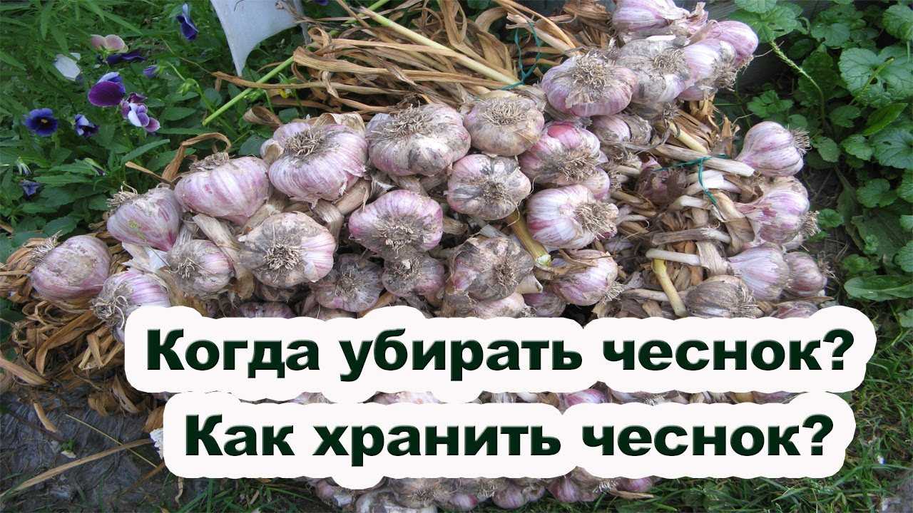 Как хранить чеснок на зиму в домашних условиях, чтобы не высох: наши рекомендации | моя кухня