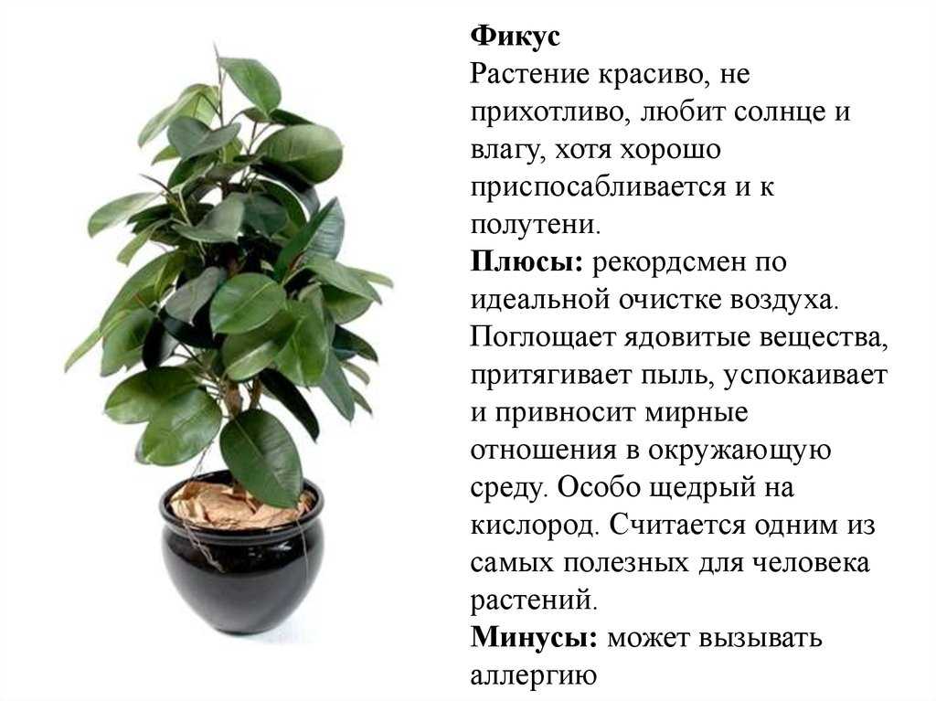 Фикус бенджамина: уход и размножение в домашних условиях