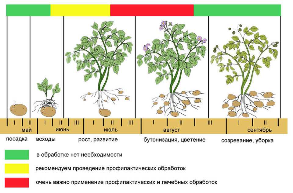 Хотите всю зиму иметь в запасе вкусную морковь — лучшие сорта и способы их хранения. как правильно обрезать овощ?