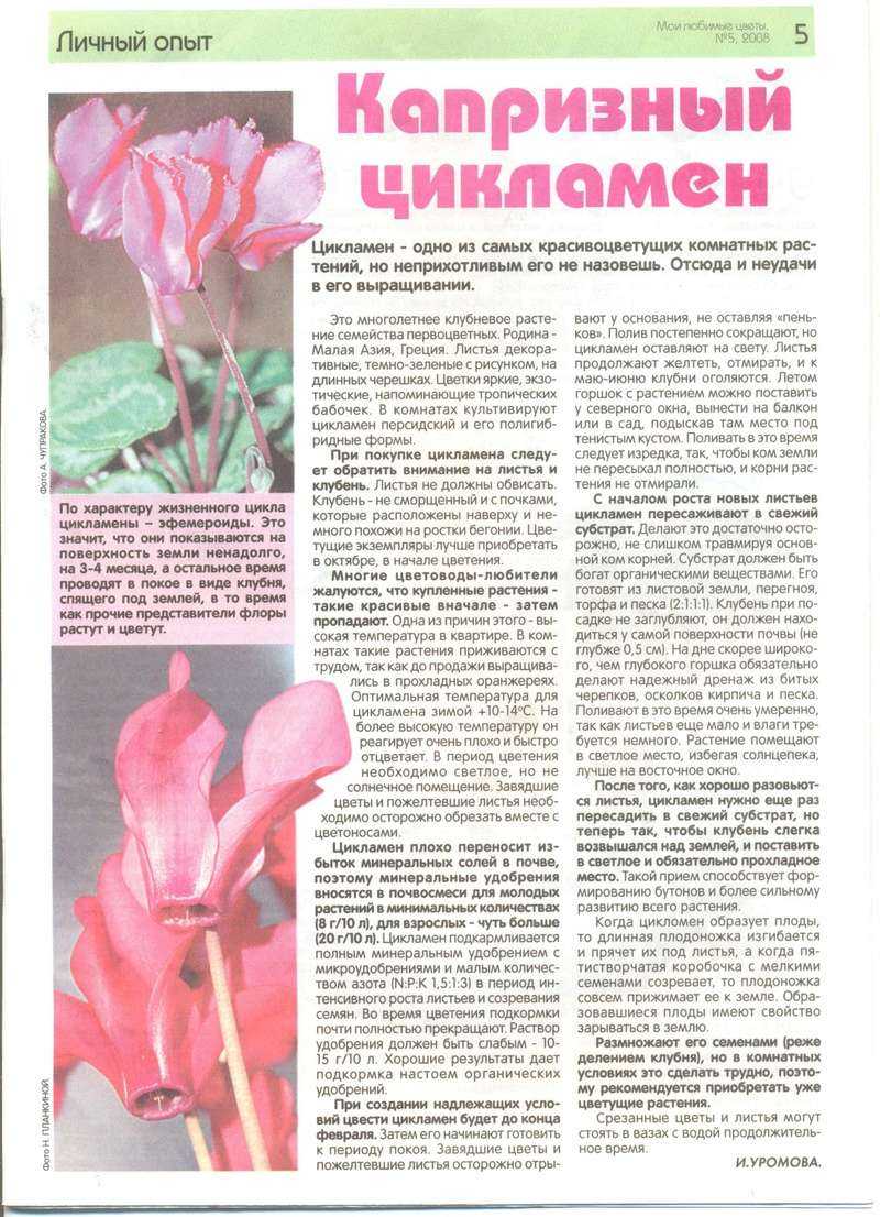 Цикламен европейский: уход и размножение