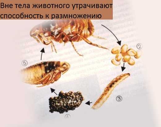 Как быстро размножаются блохи