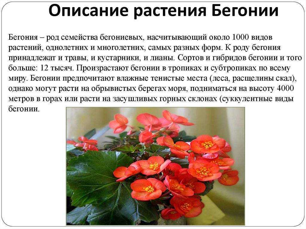 Разновидности домашних бегоний: описание сортов комнатных растений
