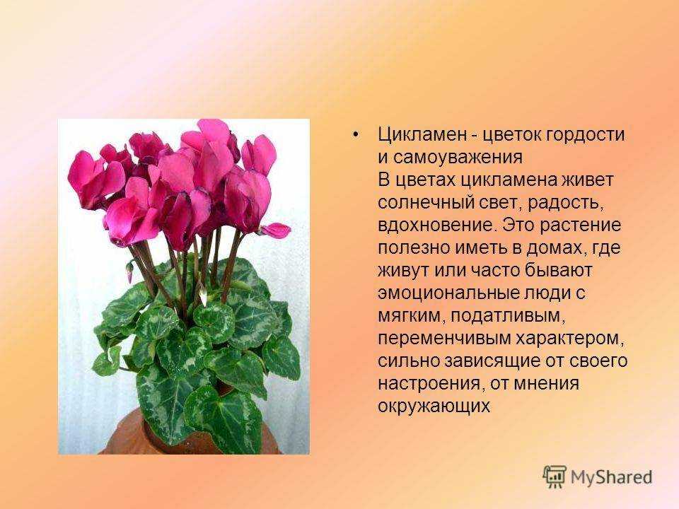 Секреты выращивания цикламена