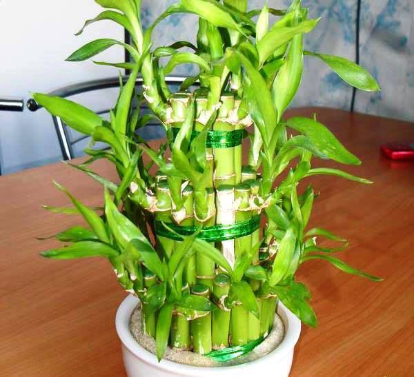 Экзотика в горшке: выращивание бамбука в домашних условиях. как посадить бамбук и ухаживать за ним (фото)