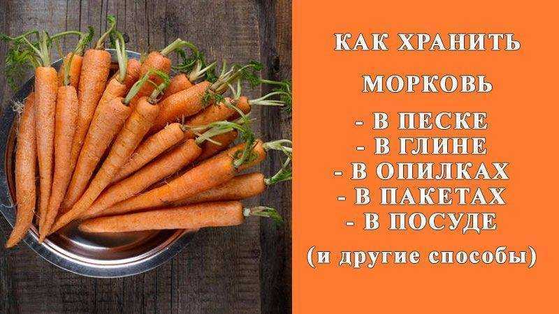 Хранение моркови в песке: сухом, влажном или совсем мокром, какой лучше использовать зимой дома в подвале или погребе, как можно правильно сберечь овощ русский фермер