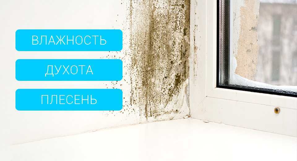 Как бороться с плесенью на окнах?