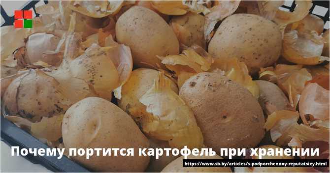 Почему и как зеленеет картошка