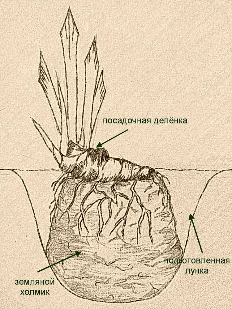 Ирисы: когда сажать, сорта, выращивание и уход в открытом грунте