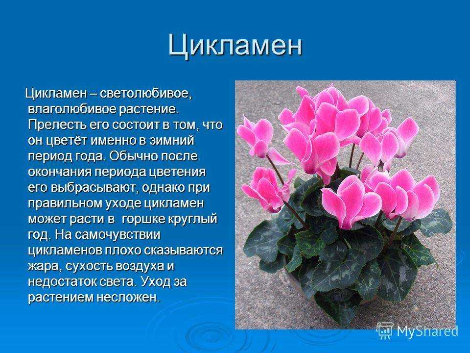 Все о выращивании цикламенов в средней полосе и севернее