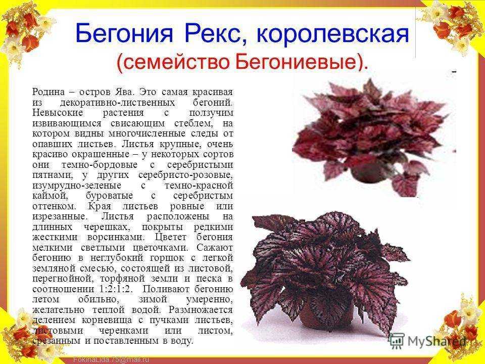 Бегония: сорта, выращивание, посадка и уход в домашних условиях