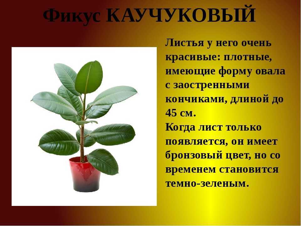 Уход за фикусом бенджамина в домашних условиях – пошаговые инструкции, фото, видео